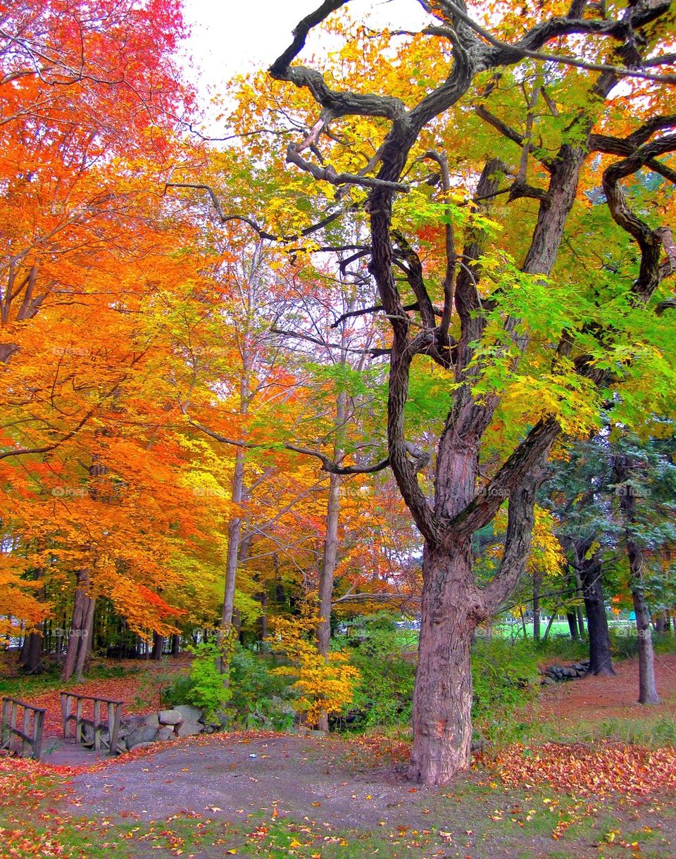 Fall foliage Massachusetts