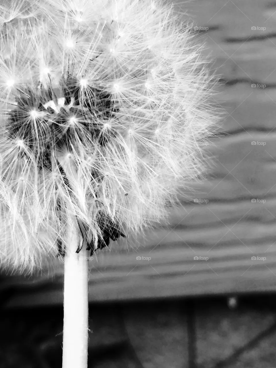 Whimsical 