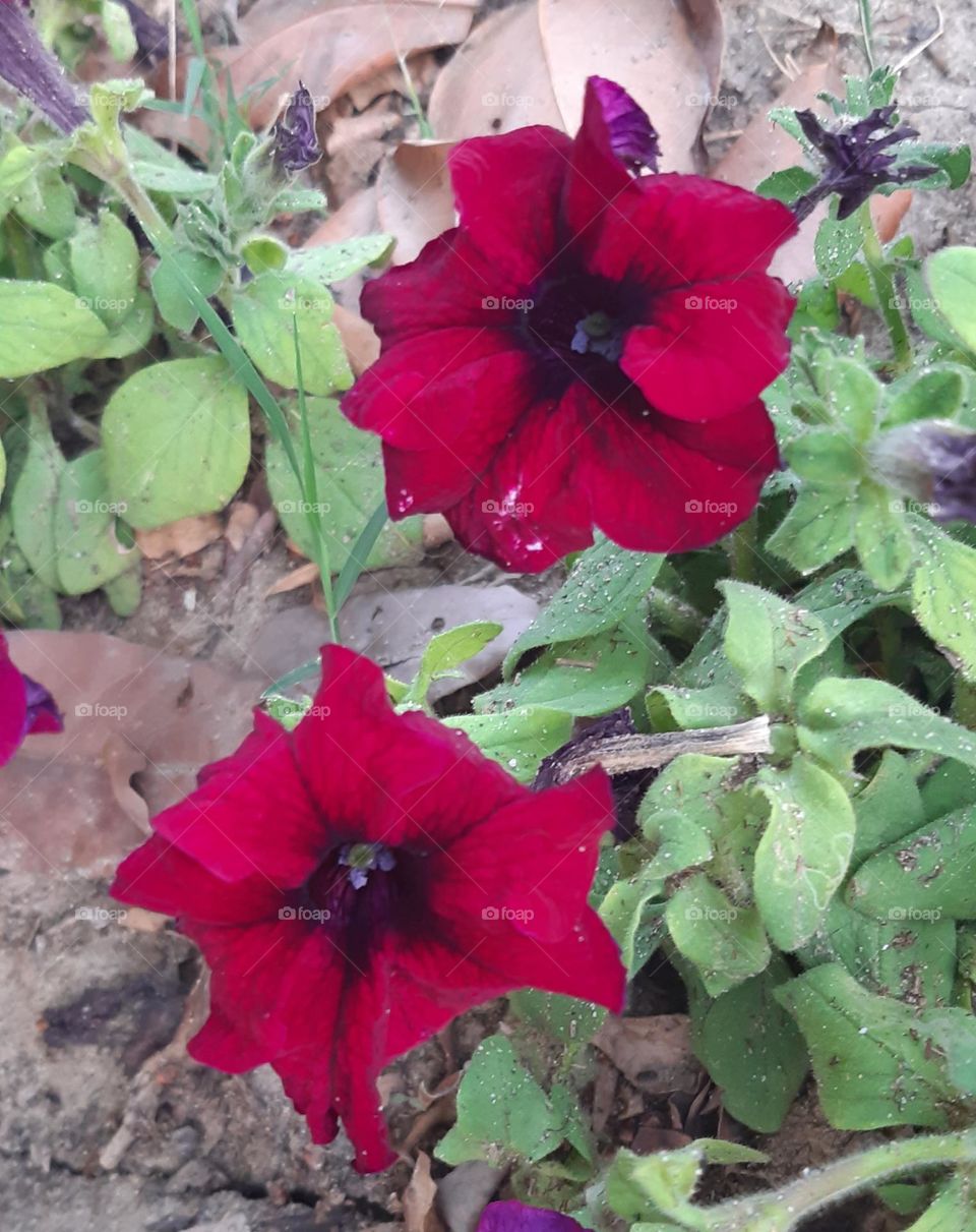 Surfinia flower, fresh flower, spring season flower 🌼 bloom flower