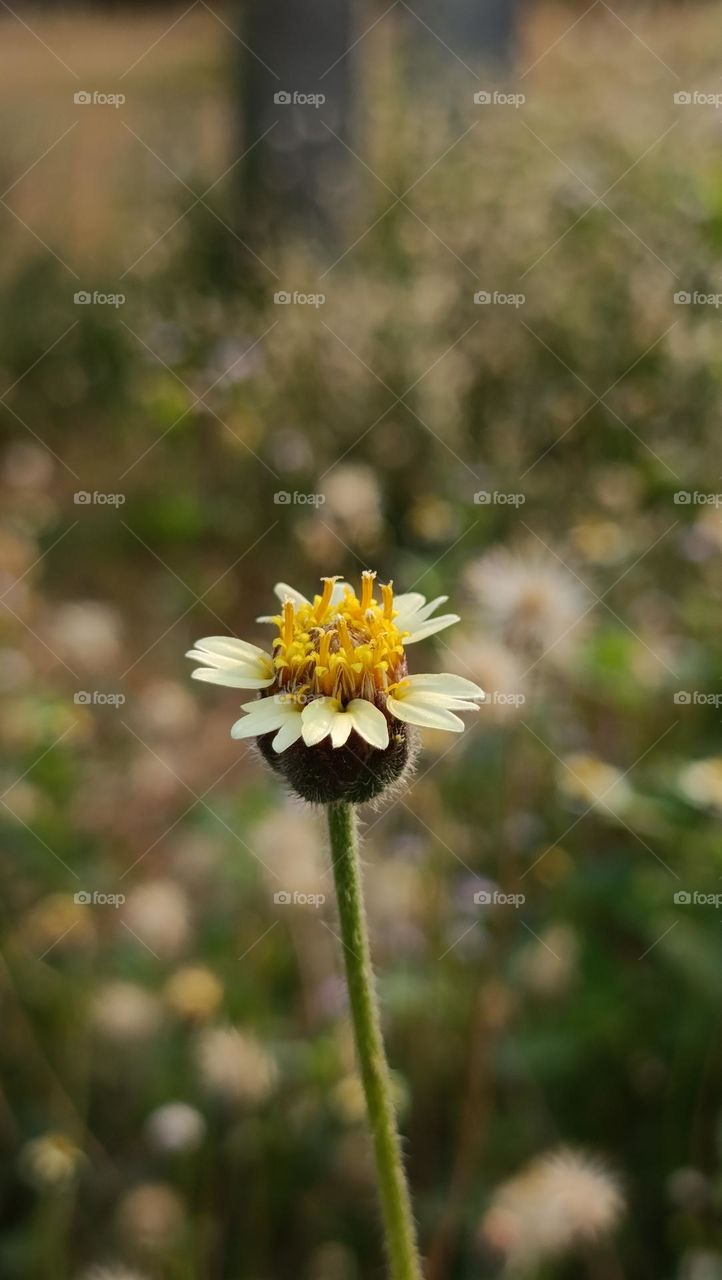 Grass Flower