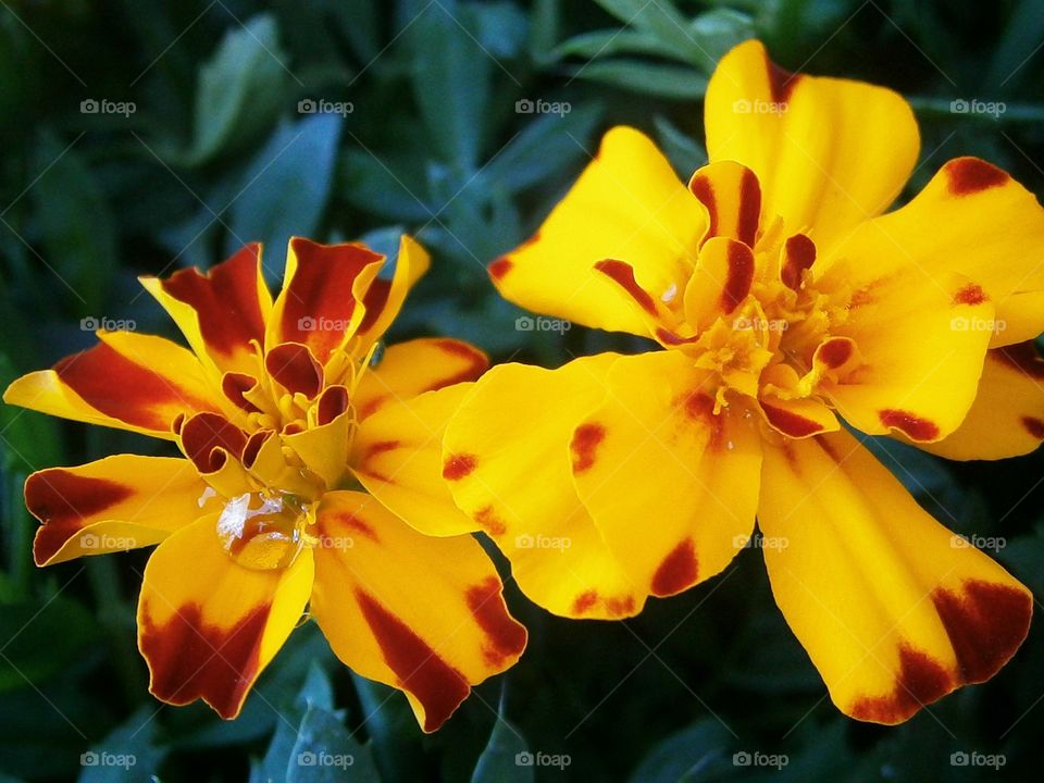 yellow flowers