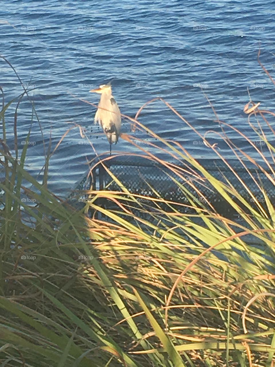 Water, No Person, Outdoors, Nature, Reed