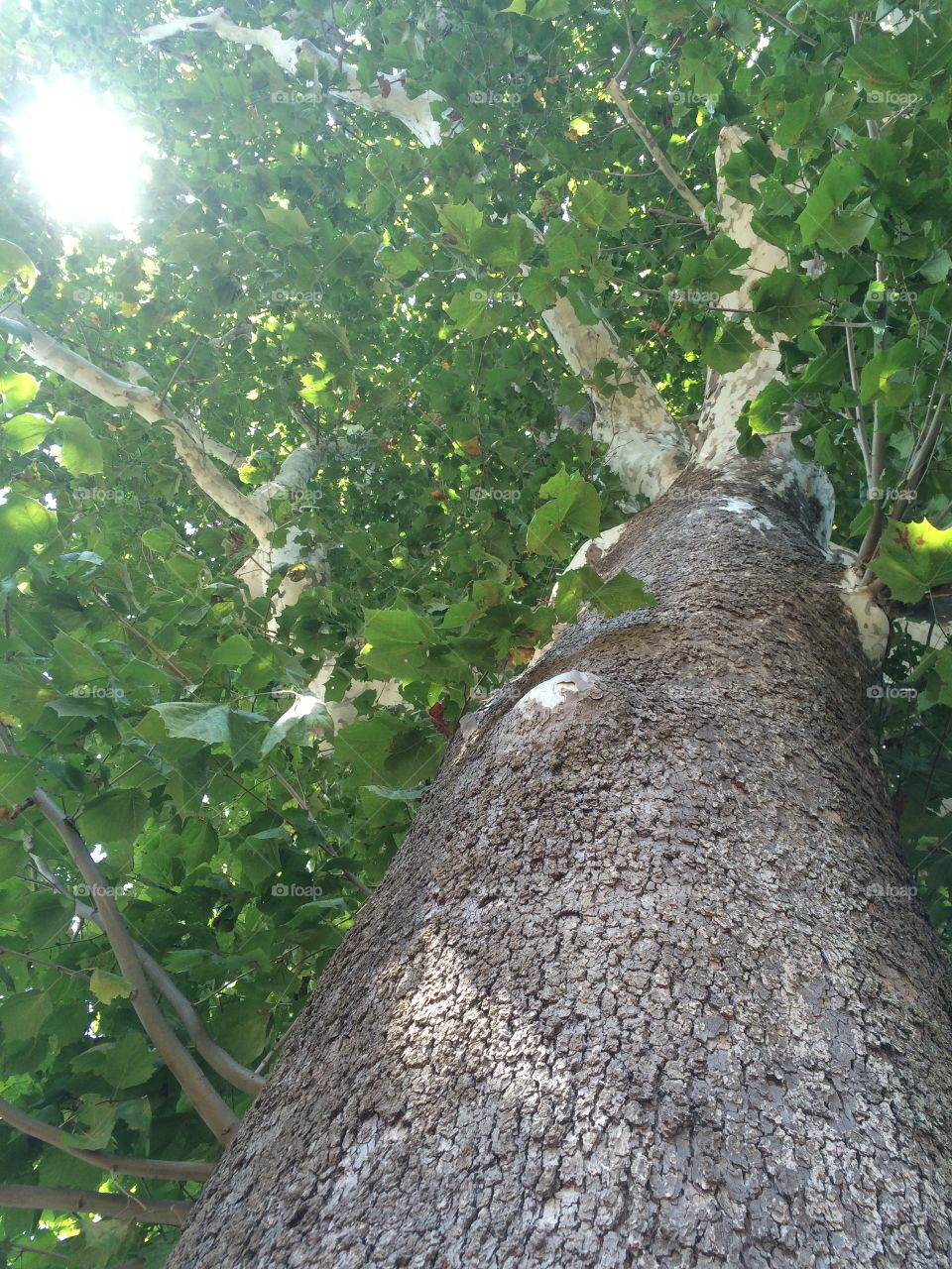 Low angle view of tree