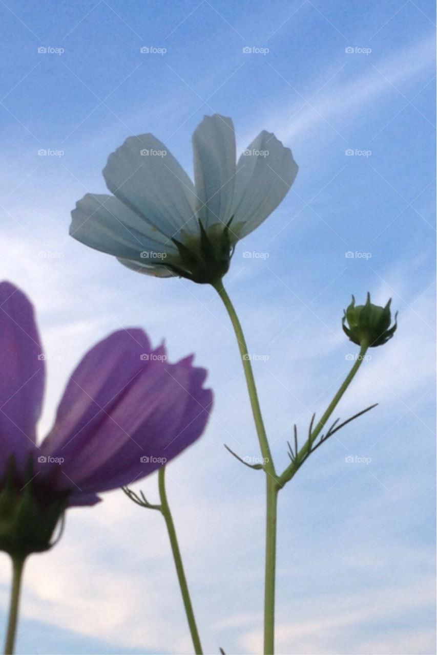 flour garden nature flower by jerseyjewels