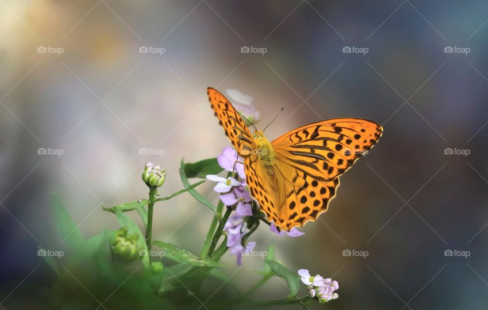 Beautiful and colourful butterfly