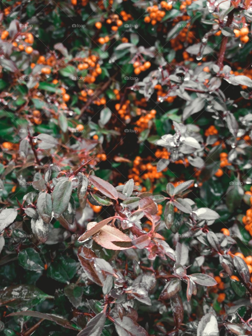 orange berry bush