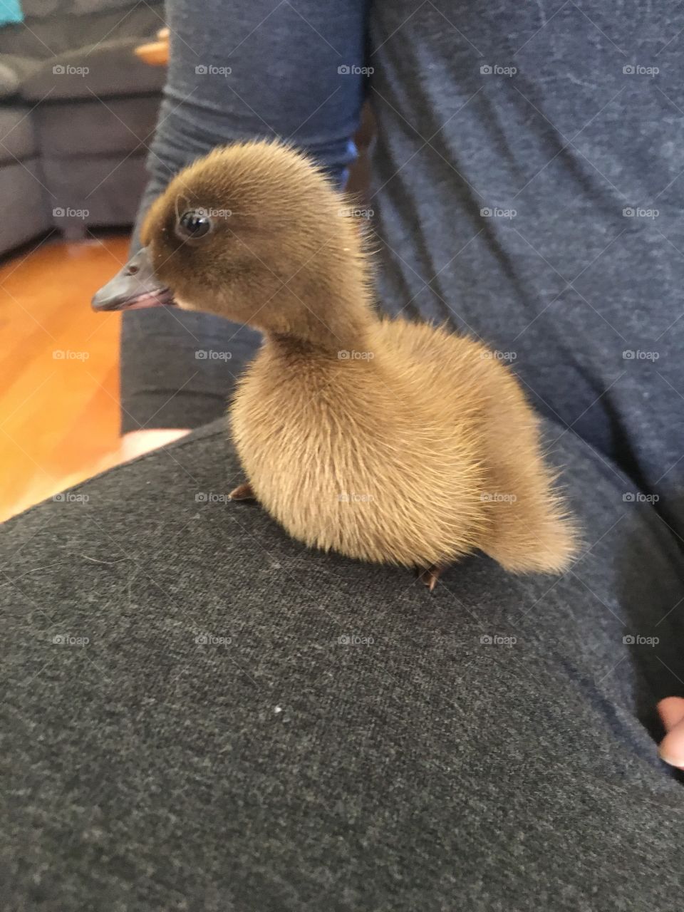 Duck