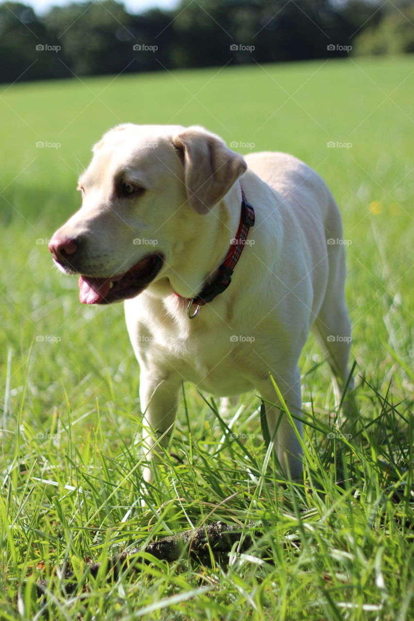 Dog in the grass looking away