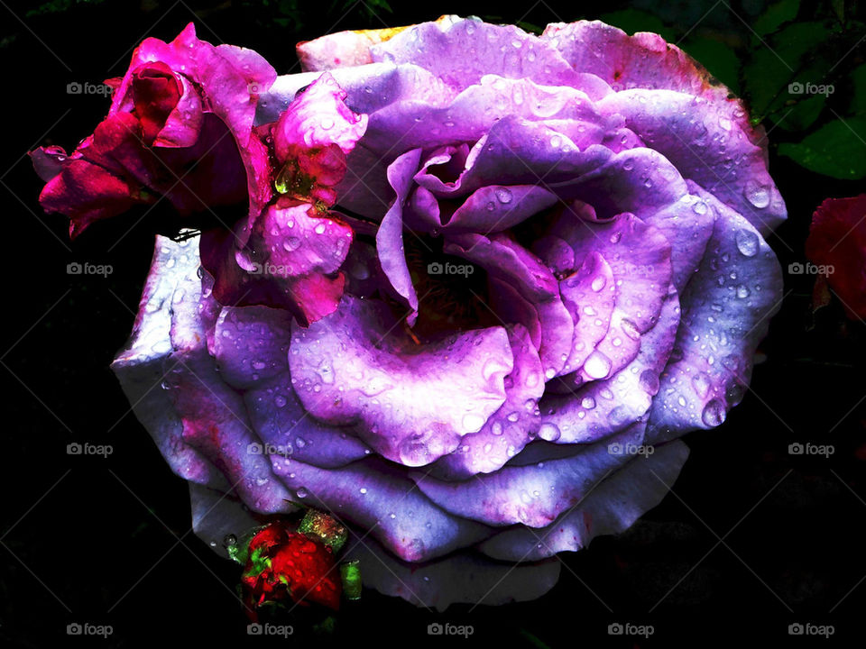 purple fantasy rose