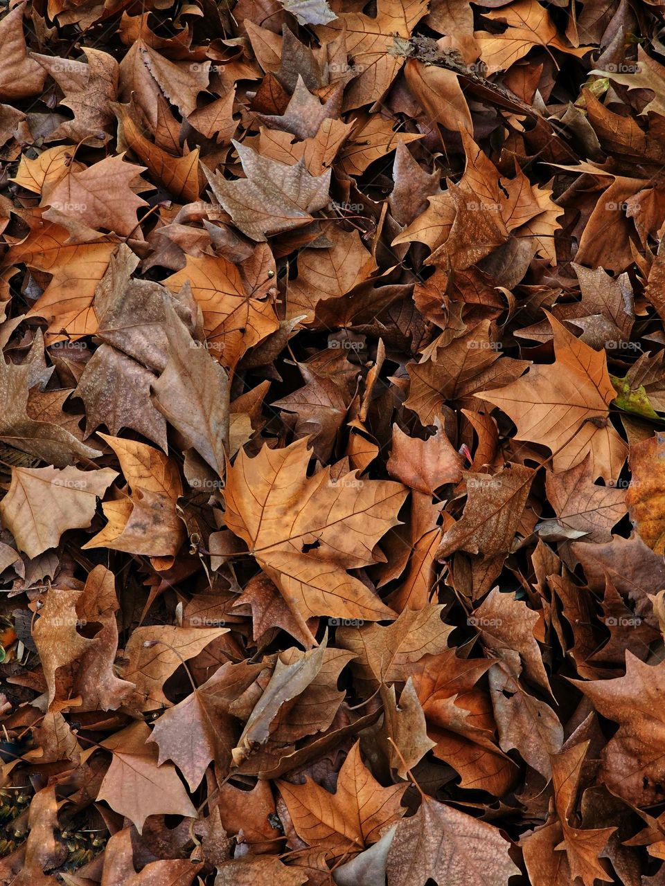 Beautiful Fall leaves in different shades of brown, reminding us of cozy sweaters and lit fireplaces.