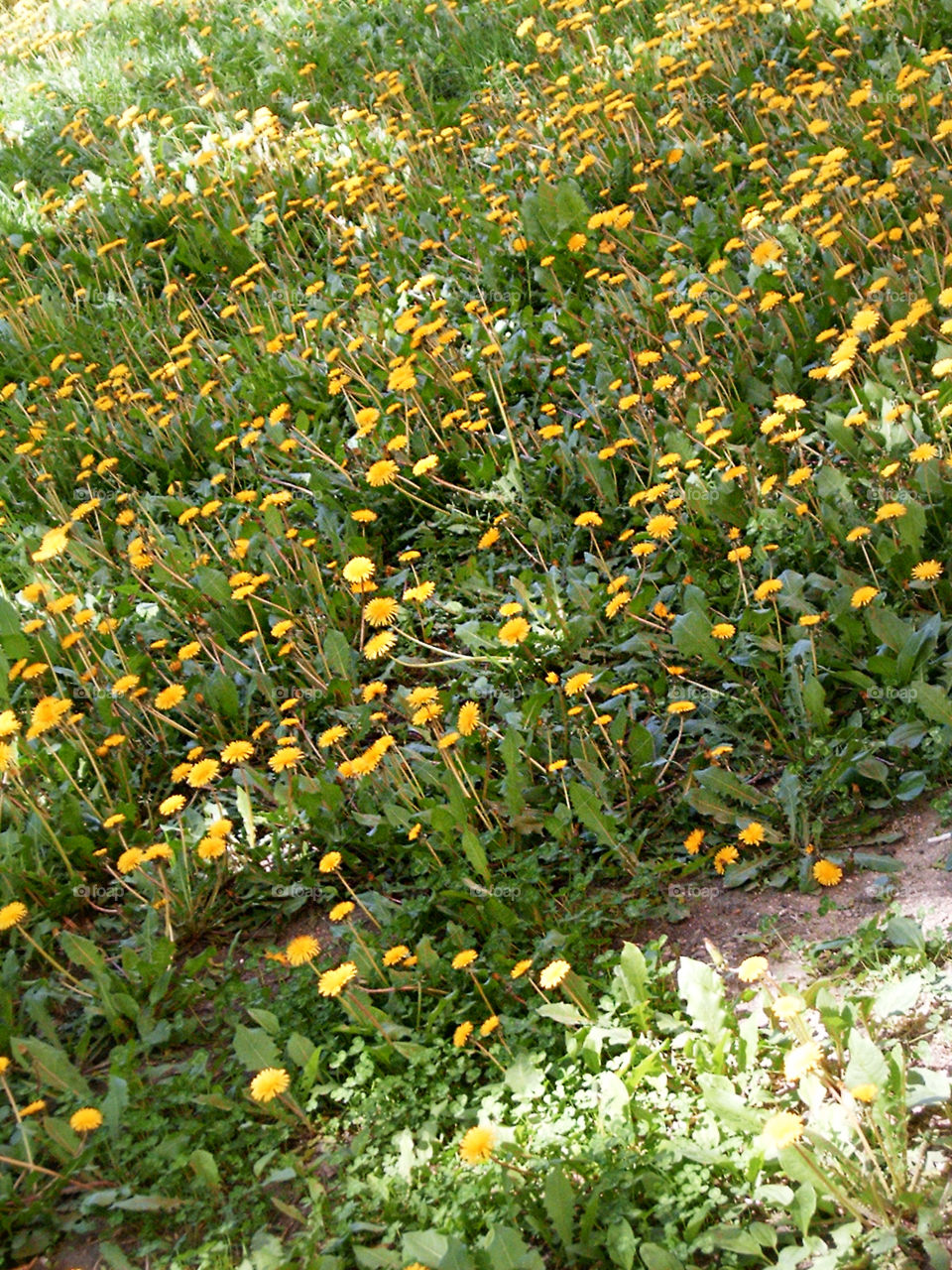 Field of dandelions