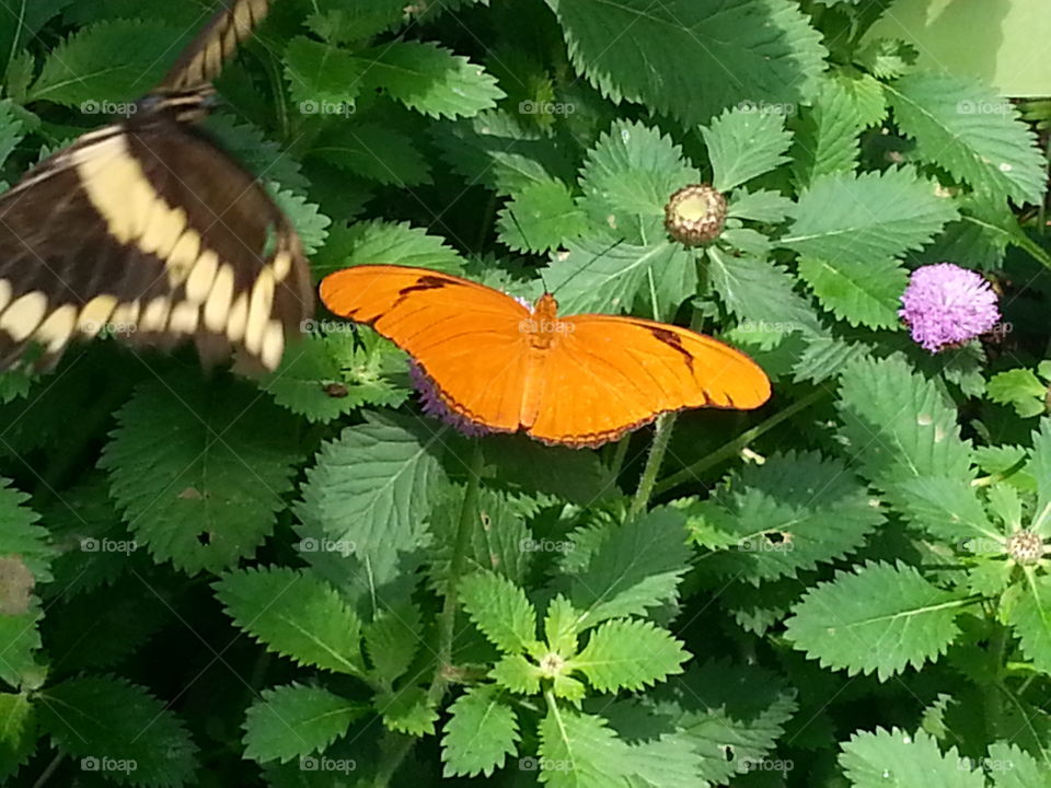 Orange butterfly on bushes.