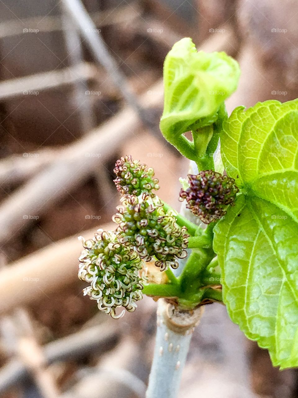 Mulberry bush in the spring, budding fruit closeup