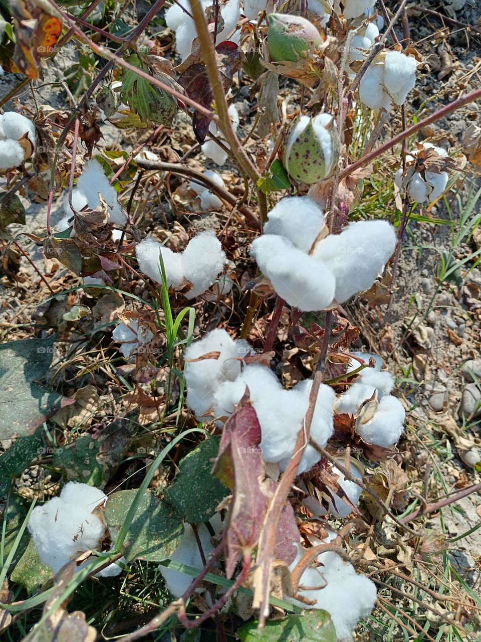 Cotton