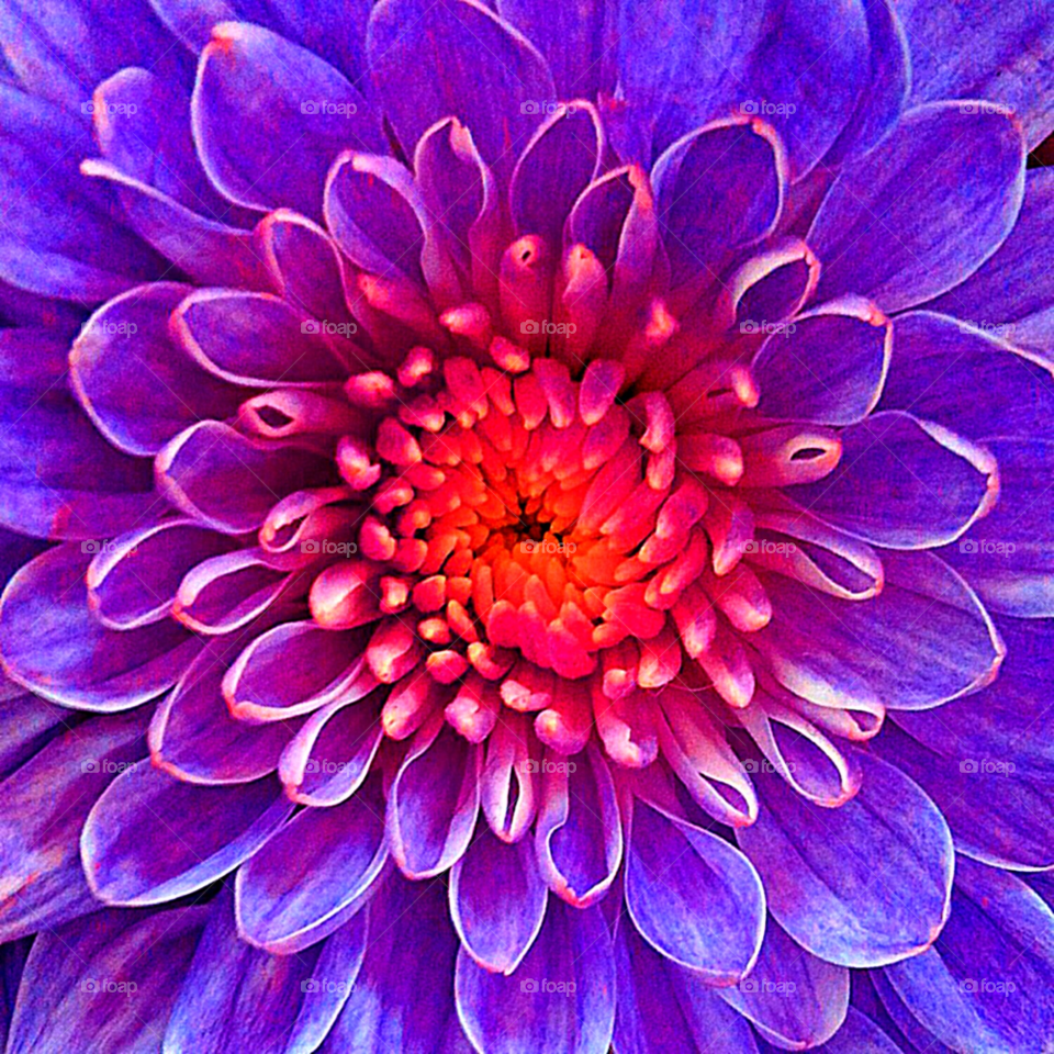 flowers pink flower macro by tonythomas