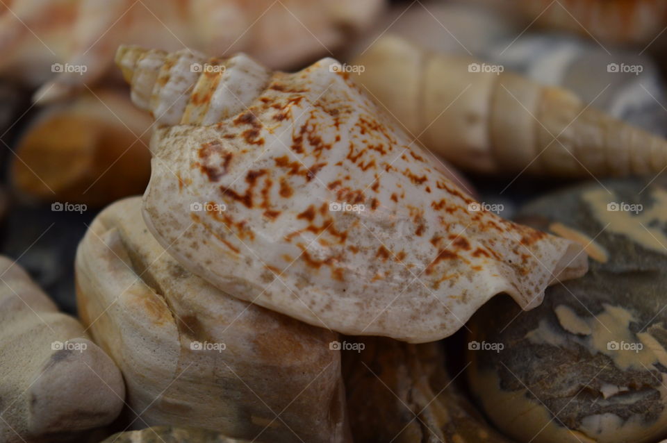 Extreme close-up of seashell