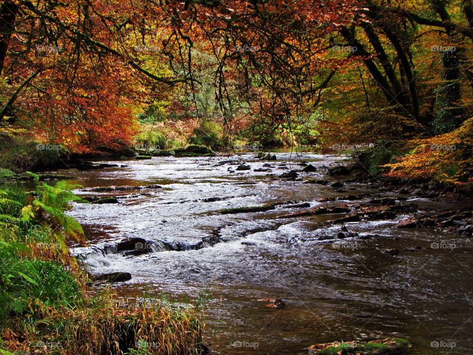 Autumn trees and river barle