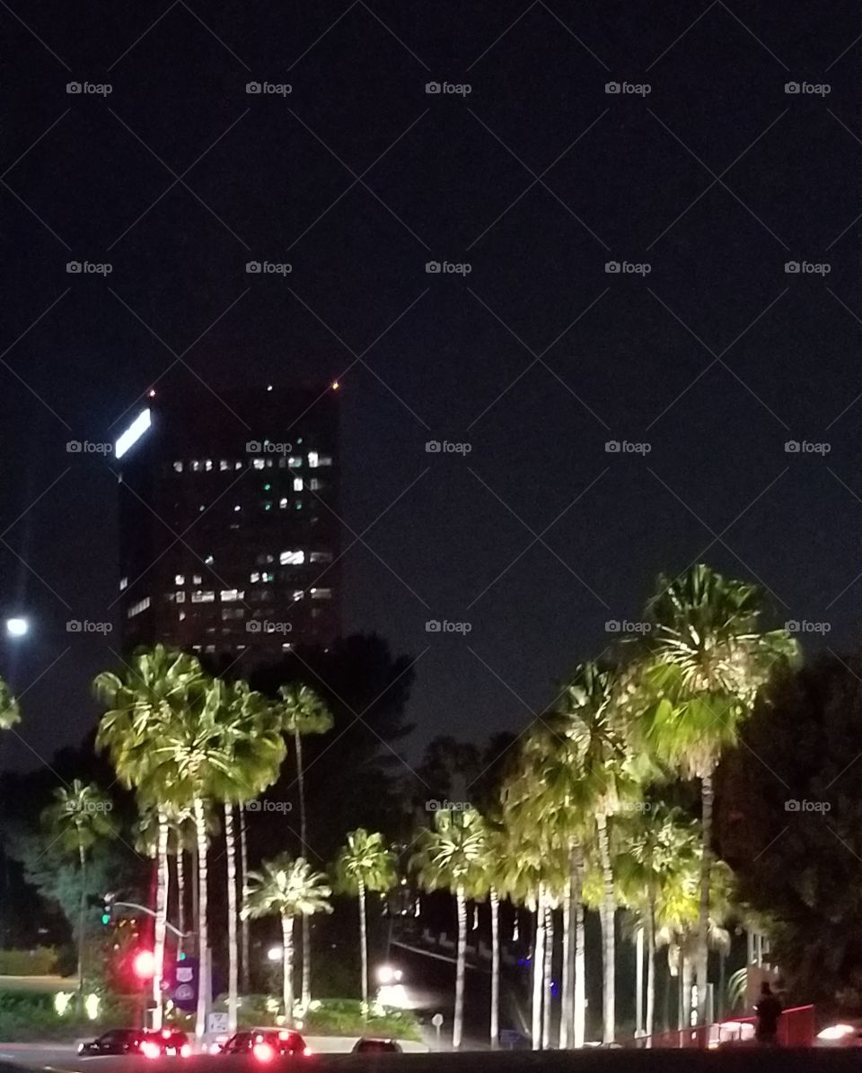 Palm trees at night