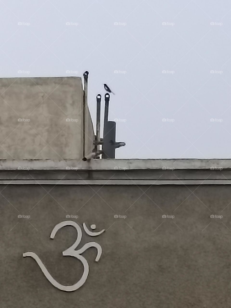 small bird with black sharp beak preaching