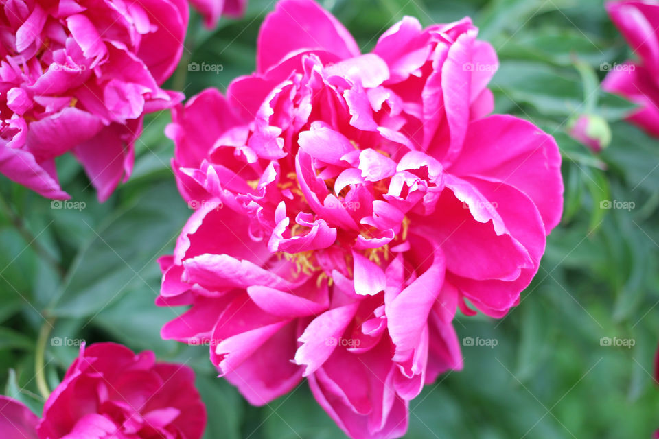 Peony, peonies, roses, pink, red, white, flowers, bouquet, summer, sun, nature. Landscape, still-life, village, flowerbed, plant, vegetation, grass, decor, fluffy, fluffy flowers, bulk flowers, plush flowers, petals, buds, leaves