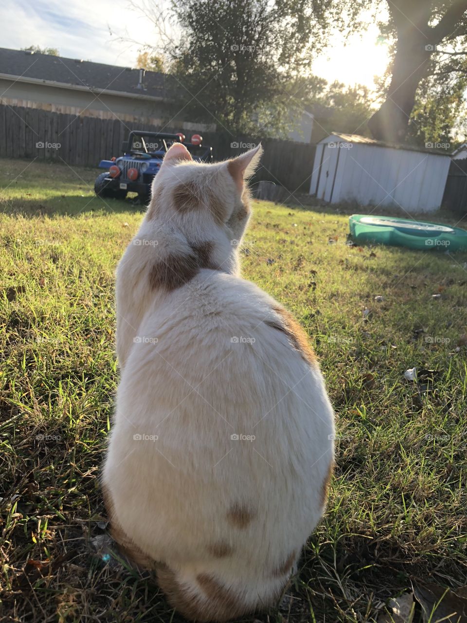 Early evening shot of a cat