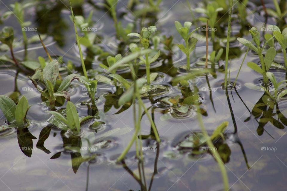 Water plant closeup 