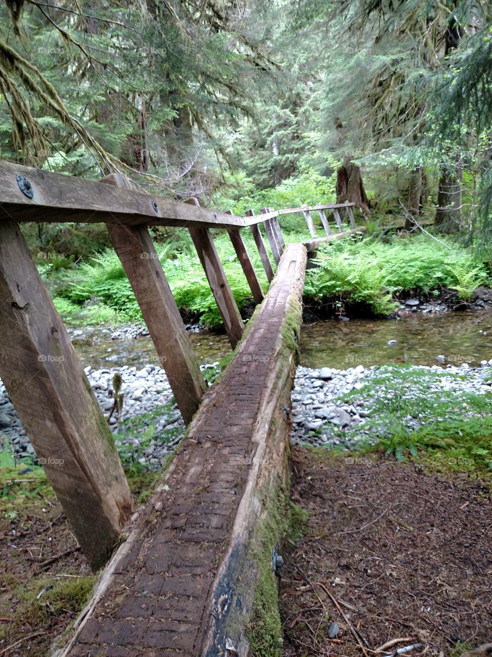 Long Foot Bridge in the Pacific Northwest