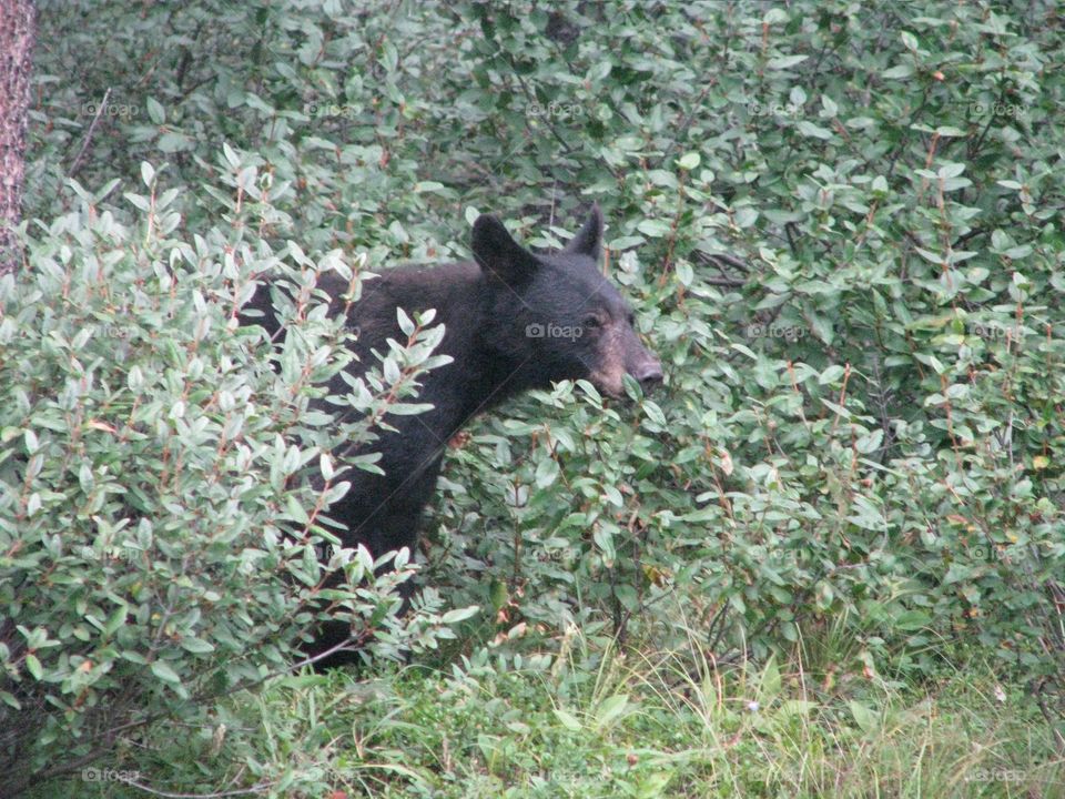 Black bear eating red berries