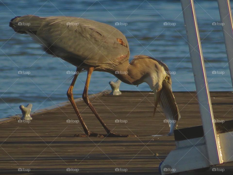 Great Blue Heron Eating a Striped Bass