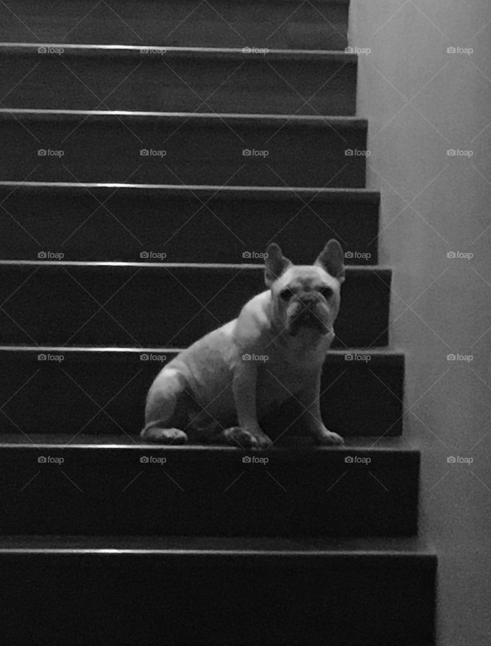 Black and white picture of French bulldog