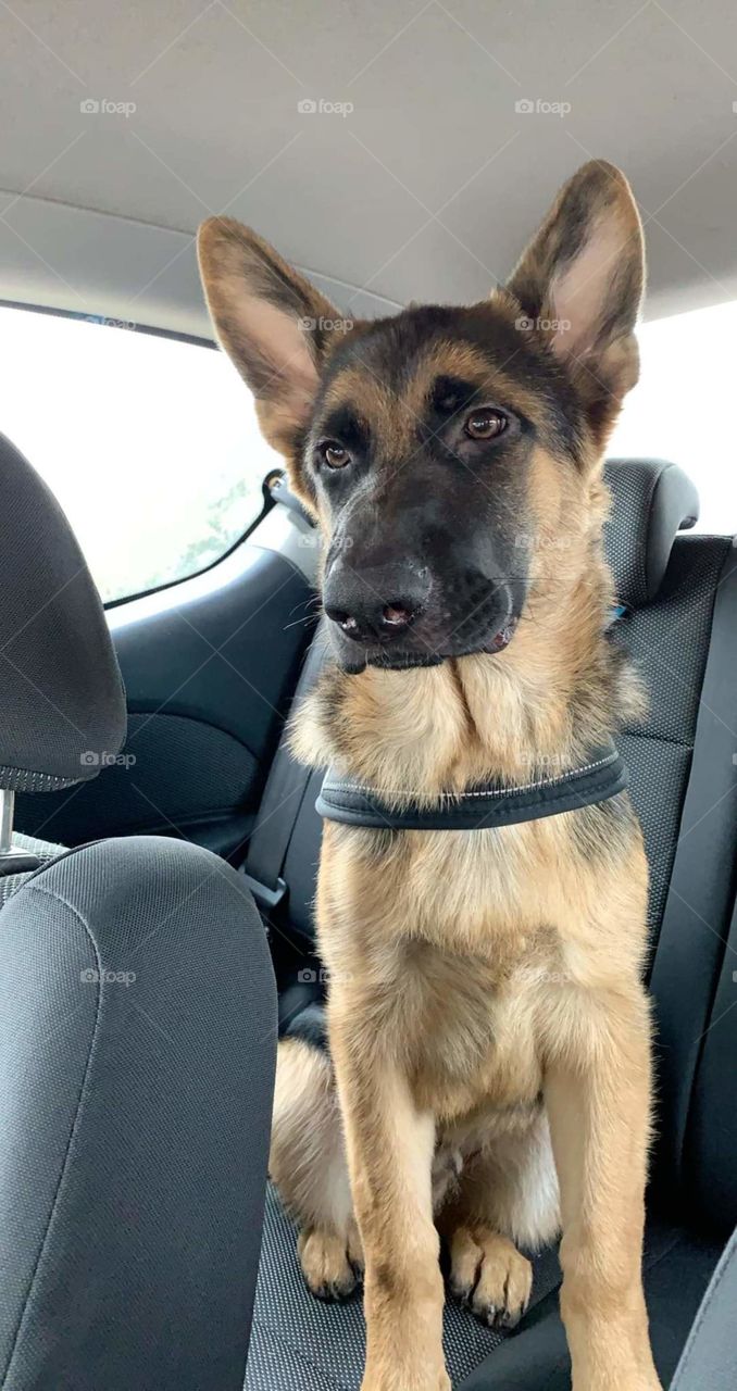 Puppy says " You talking to me"?