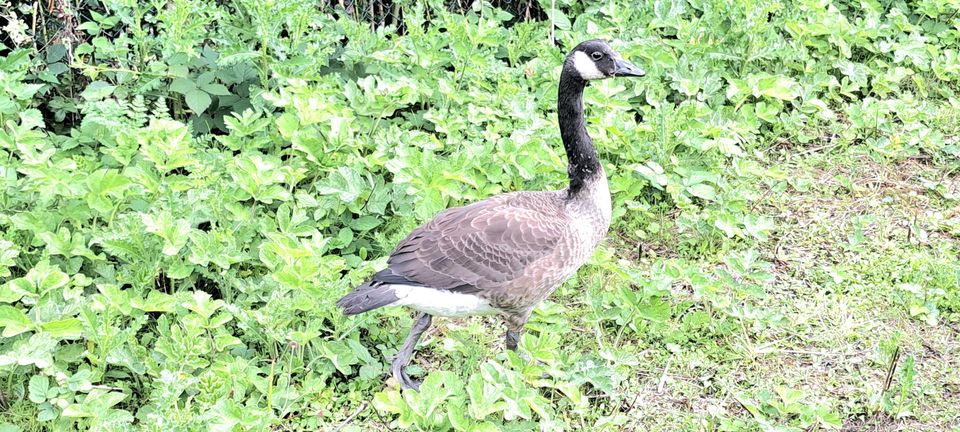 Duck walking and feeding
