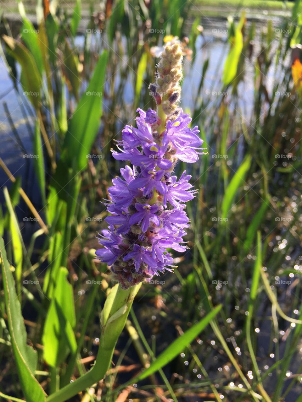Beautiful purple flowers in a pond