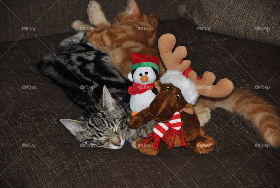 toys christmas cat cats by ShutterBug_NikonGirl