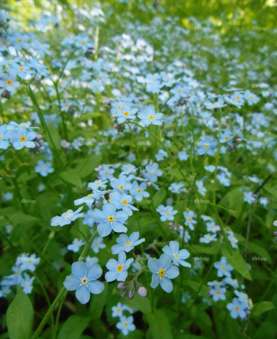 blue flowers