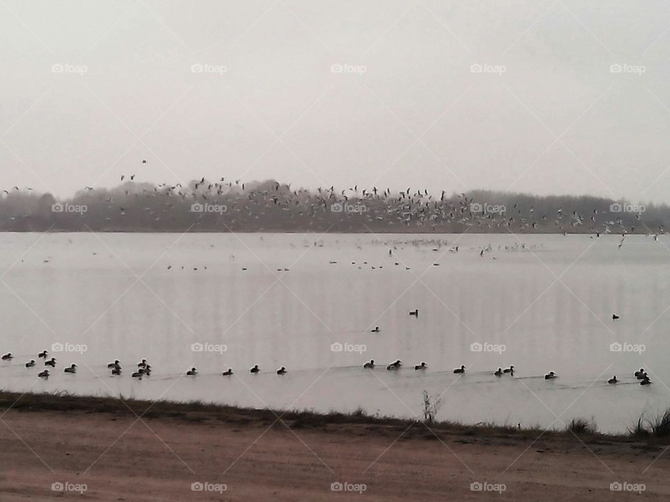 autumn lake and birds