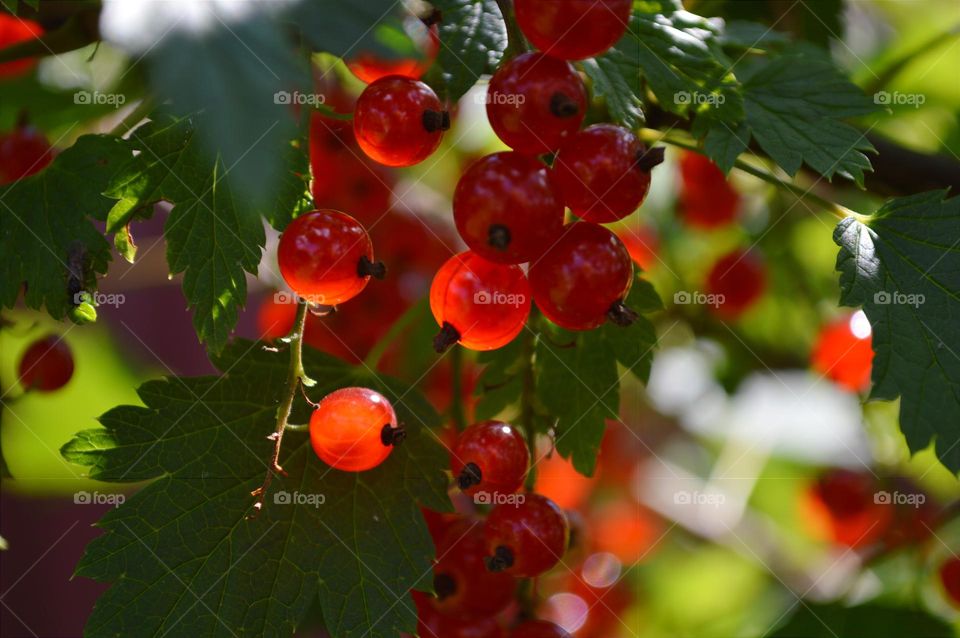 red berries