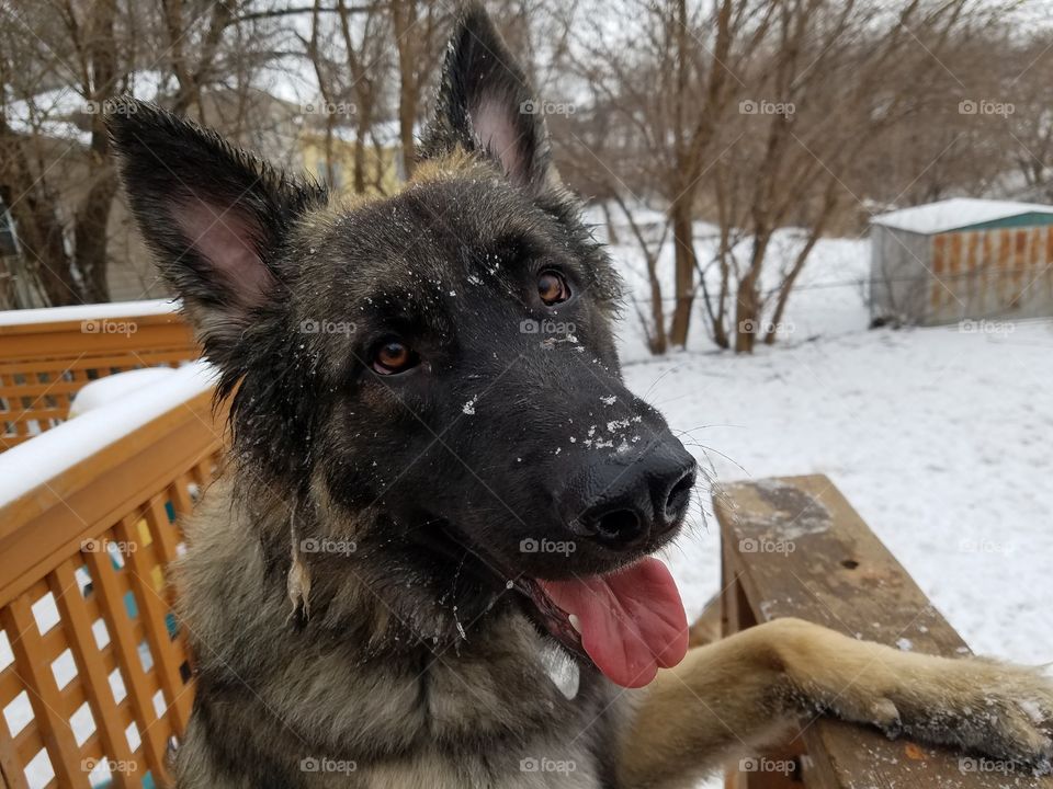 My Beautiful boy Samson