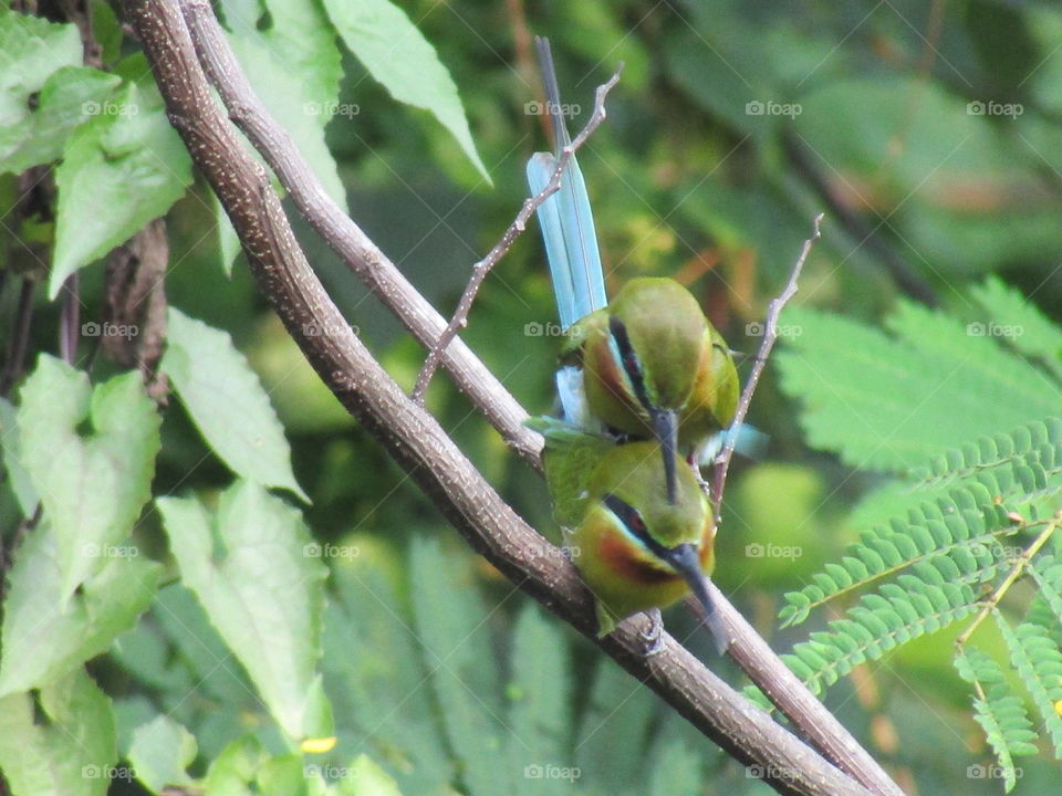 two blue-tailed bee eaters on a branch