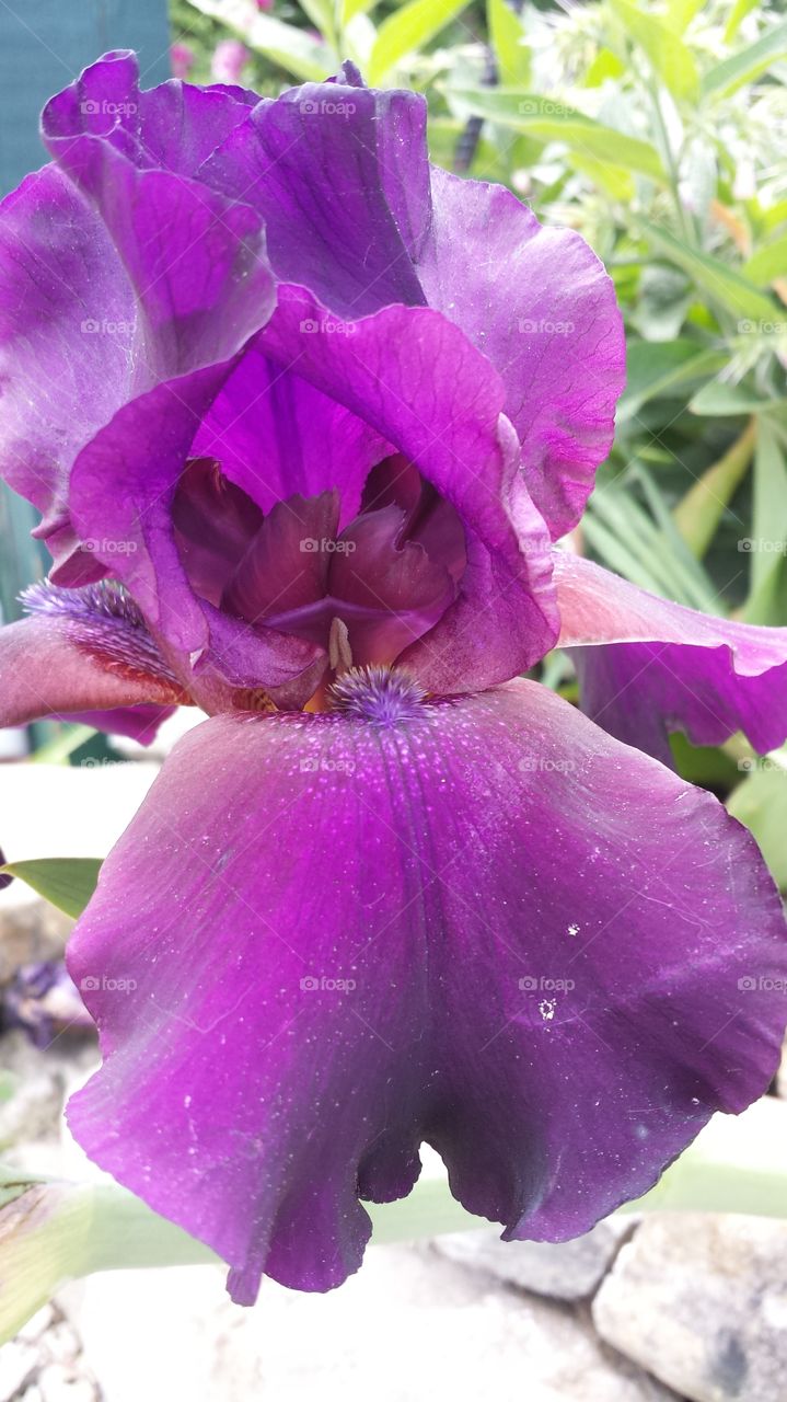 purple iris. magenta