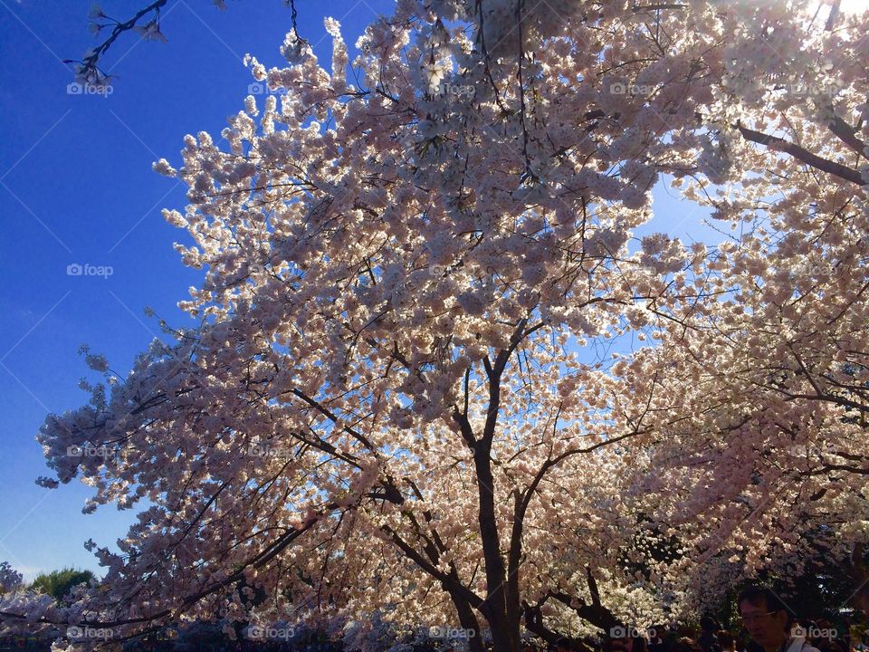 Cherry blossom trees. Cherry blossom trees in DC