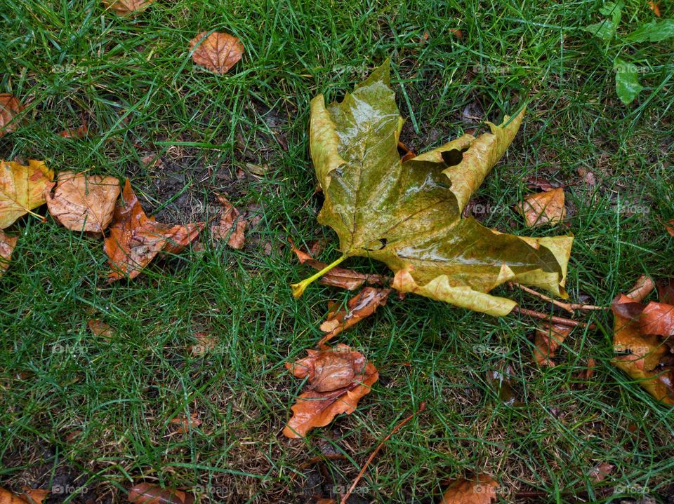 Fallen leaves on the lawn grass.