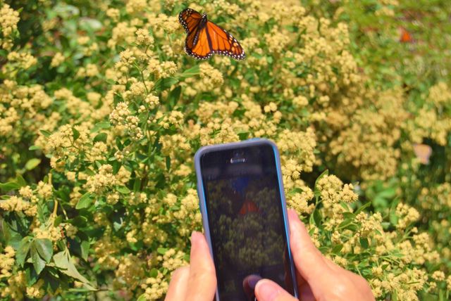 Woman photographing butterfly pollinating on flowers
