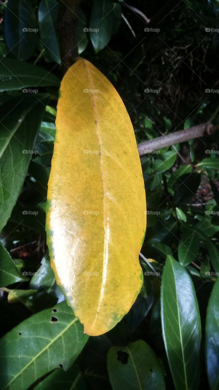 autumnal leaf