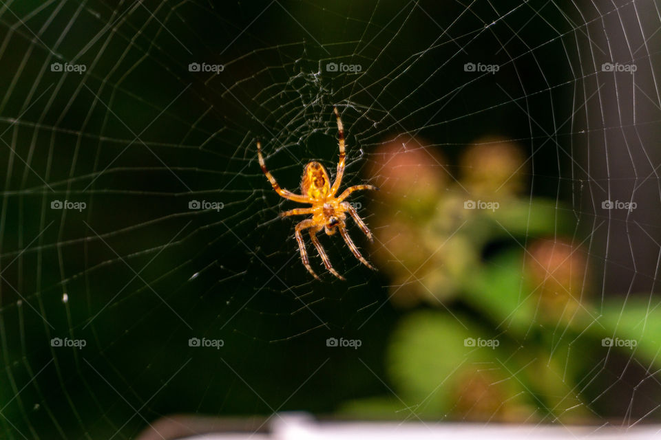 Macro of a spider