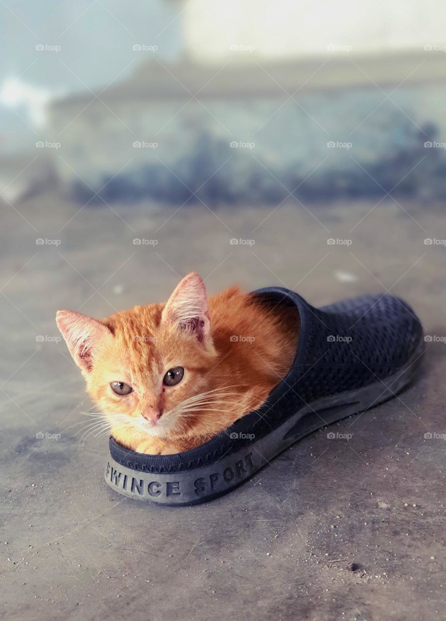 Kitty in Slippers