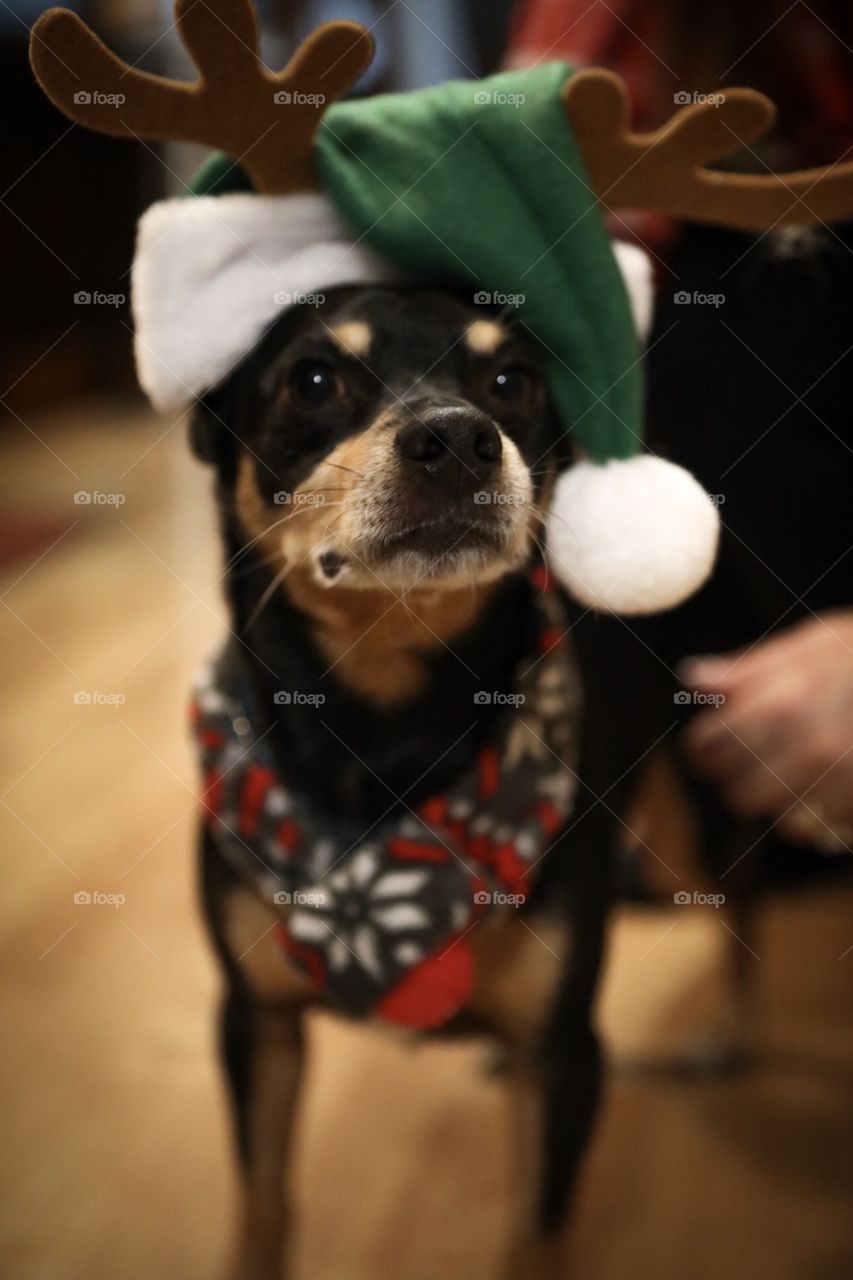 Cute dog all dressed up the their holiday gear! 