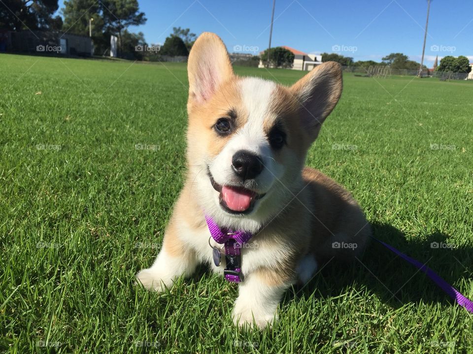 Corgi day out 