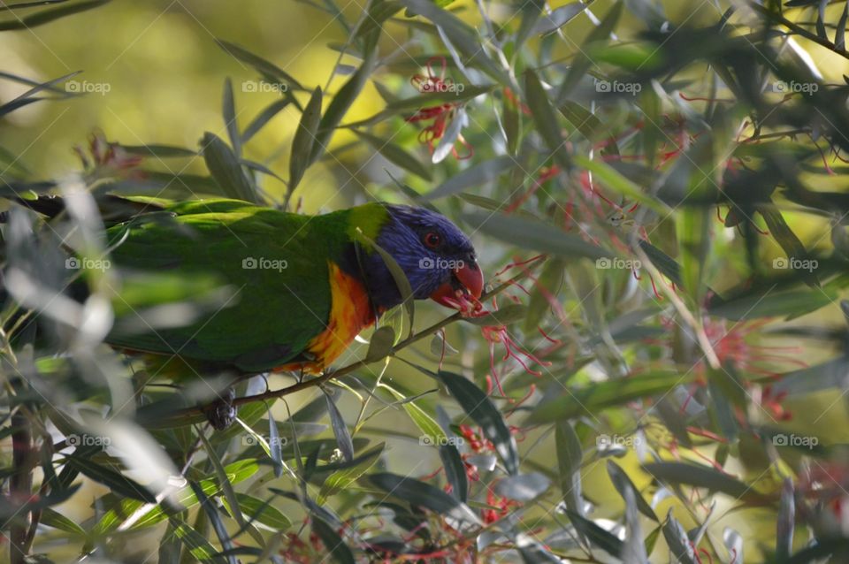 Rainbow bird 