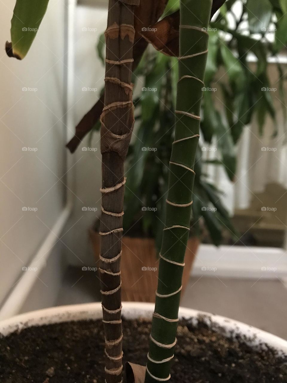 The green story of growth and germination. Life is a constant struggle.
